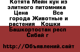 Котята Мейн-кун из элитного питомника › Цена ­ 20 000 - Все города Животные и растения » Кошки   . Башкортостан респ.,Сибай г.